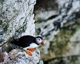 Puffin - Fratercula - Auk - Notrh Yorkshire - UK