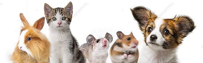 Cute animals