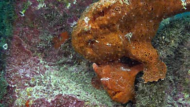Red Fish Angler Anglerfish Hunt on rocky reef.