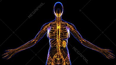 Female Lymphatic System