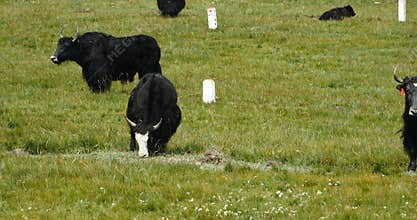 4k a flock of yak on the Prairie,China plateau scenery.
