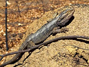 Eastern Bearded Dragon lizard basking in sun in Australia