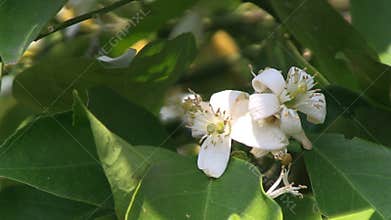 Orange blossom