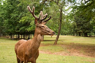 Red deer stag with large antlers in velvet