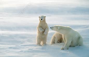 Polar bears in blowing snow storm,soft focus