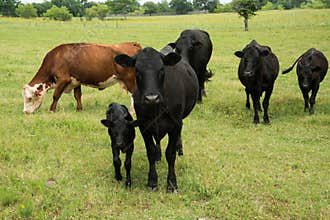 Black angus cow and calf in herd on green pasture
