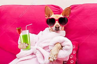 Dog spa wellness
