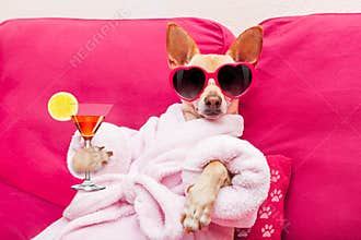 Dog spa wellness
