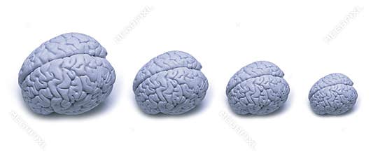 Brain Size