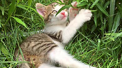 Baby Cat Playing In Grass