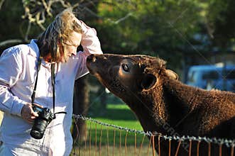 Young affectionate loving calf cow gets close and personal with woman pet photographer