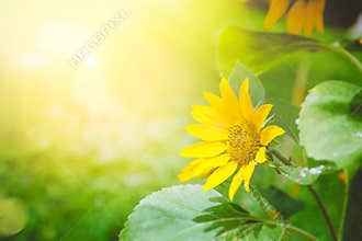 Sunflower summer background