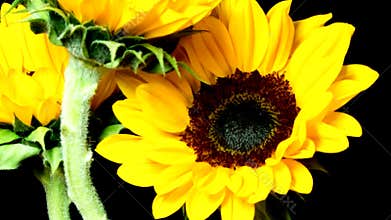 Cut Sunflowers Blooming