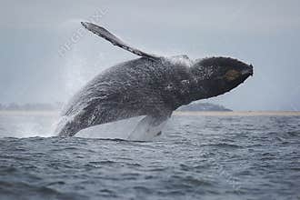 Humpback Whale