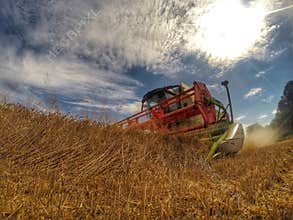 Harvester at work in summer sun