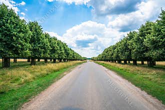 A road through Hampton Court Park