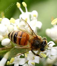 Bee Collecting Pollen