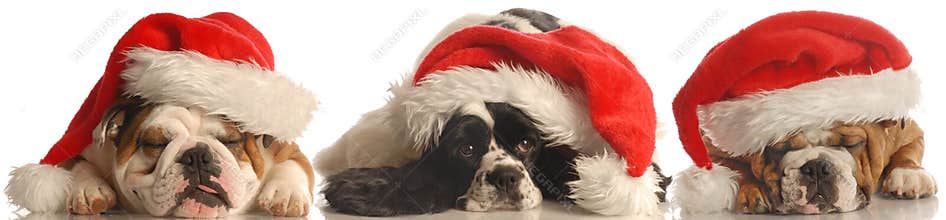 Three dogs with santa hats
