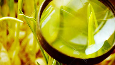 Magnifying glass to study verdant wheat seedling in sun.