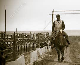 Working the Feedlot. An American Cowboy