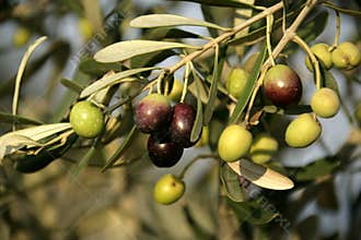 Olive tree