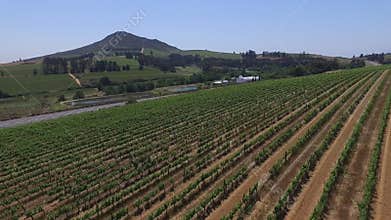 South african vineyards