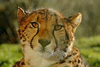 Cheetah, Acinonyx jubatus, detail sun portrait of wild cat, Fastest mammal on land, the cheetah can reach speeds of 60 or perhaps