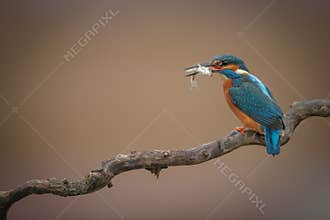 Kingfisher with catch on twirly branch