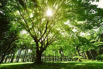 A big banyan tree