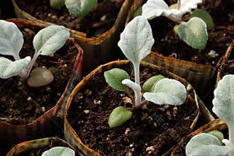 Newspaper Plant Pots