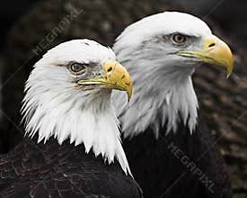 Two Bald Eagles