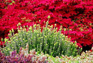 Spring Landscaping