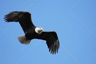 Bald eagle flying