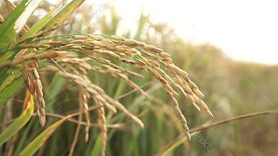 The golden ripen rice flower on the field