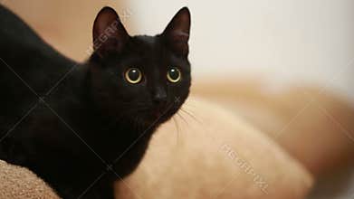 Big black cat laying on bed