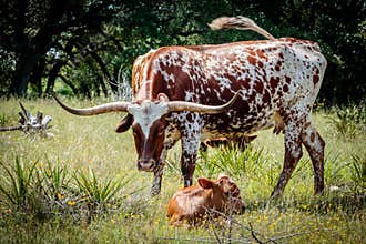 Texas Longhorn with Newborn Calf