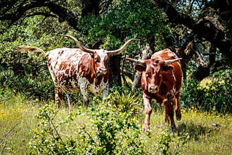 Texas Longhorns in the Hill Country