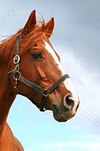 Beautiful young horse portrait against blue sky