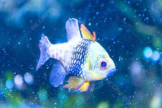Colourfull fish in dark blue water