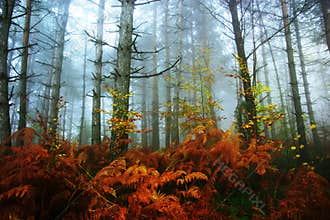 Fall Colors