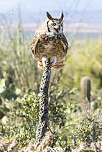 Great horned owl in desert