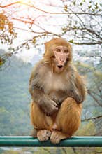 Surprise monkey portrait