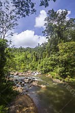 Rain forest in Sinharaja Forest Reserve, Sri Lanka