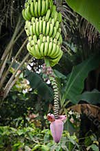 Banana bush baring many fruits and purple blossom in jungle of Cameroon, Africa