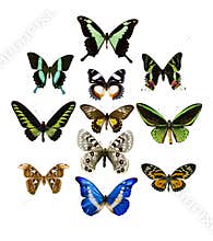 Collection of butterfly