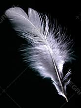 Feather of my chicken