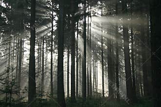 Sun beam woods