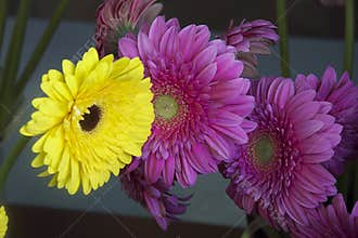 Colorful gerbers