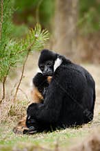 White-cheeked gibbon (Nomascus leucogenys)