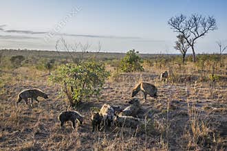 Spotted hyaena in Kruger National park, South Africa